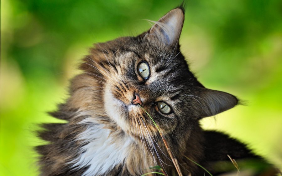 Считается, что предками сибирских кошек является дикая лесная кошка