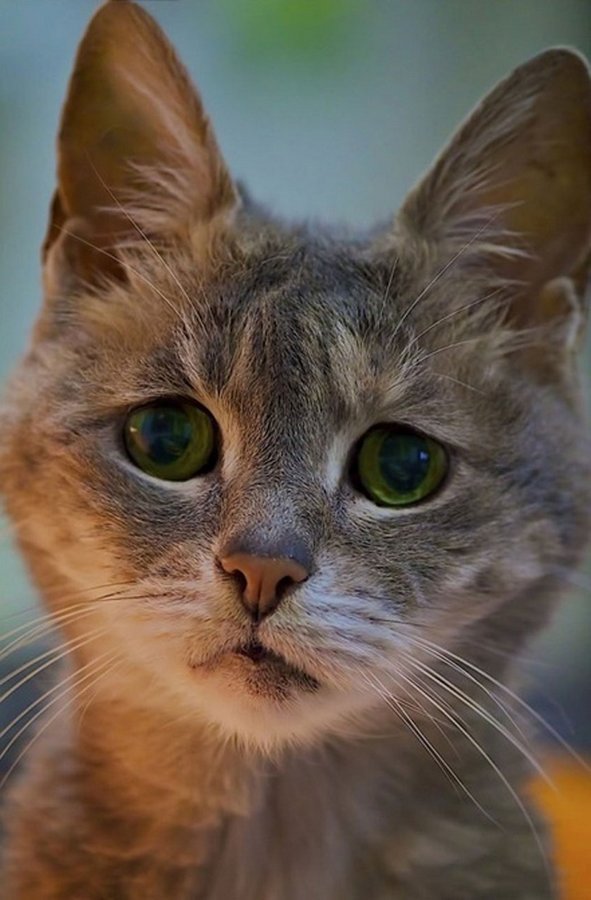 Токсоплазмоз - заболевание опасное для всех пород кошек, в том числе и мейн-кунов