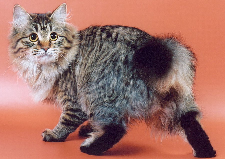 Бобтейлы - общительные и дружелюбные кошки