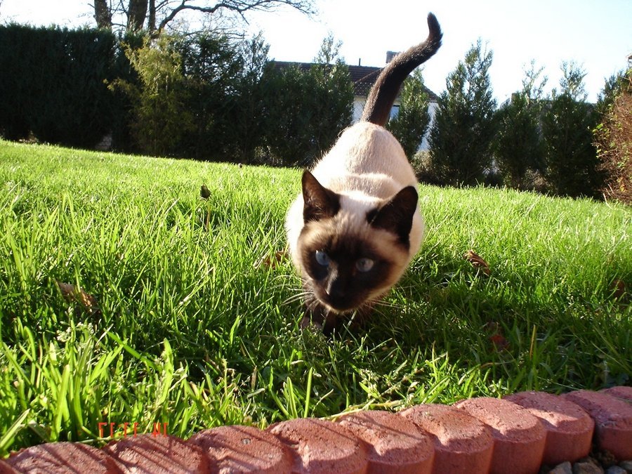 Сиамская кошка на прогулке