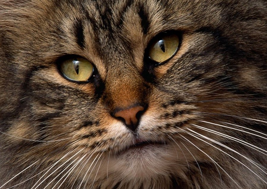 Сибирский кот является по праву аборигенной породой