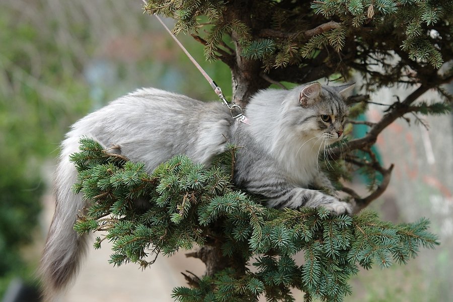 Сибирскую кошку причисляют к аборигенным 