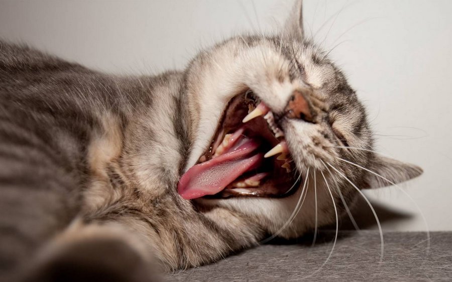 Зубы для кошек - настоящее оружие