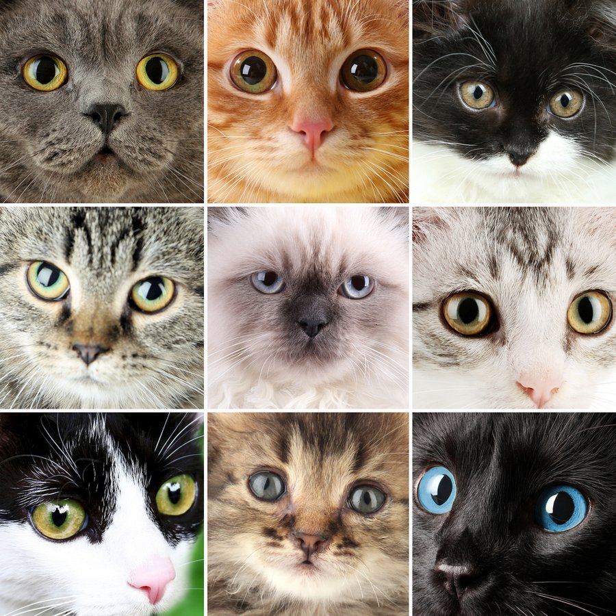 Кошка имеет уникальное зрение, что отличает ее от других животных
