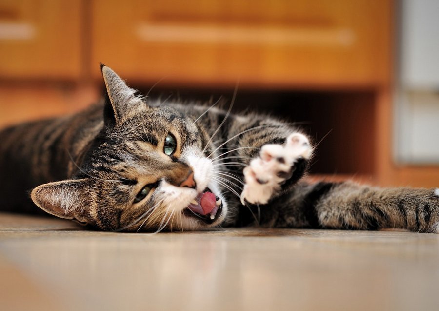 Стерилизация кошек исключает  ряд заболеваний