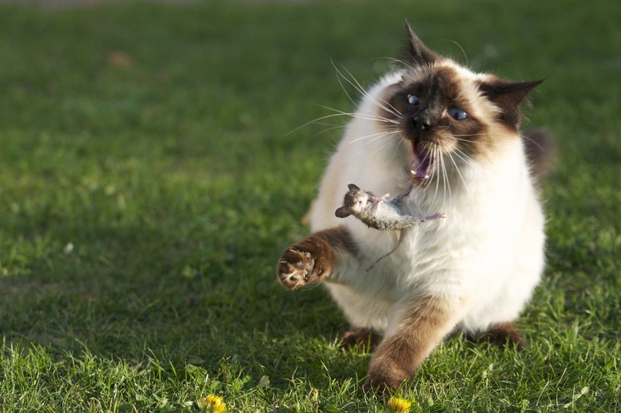 Сиамы, как и все кошки, могут вызывать аллергию