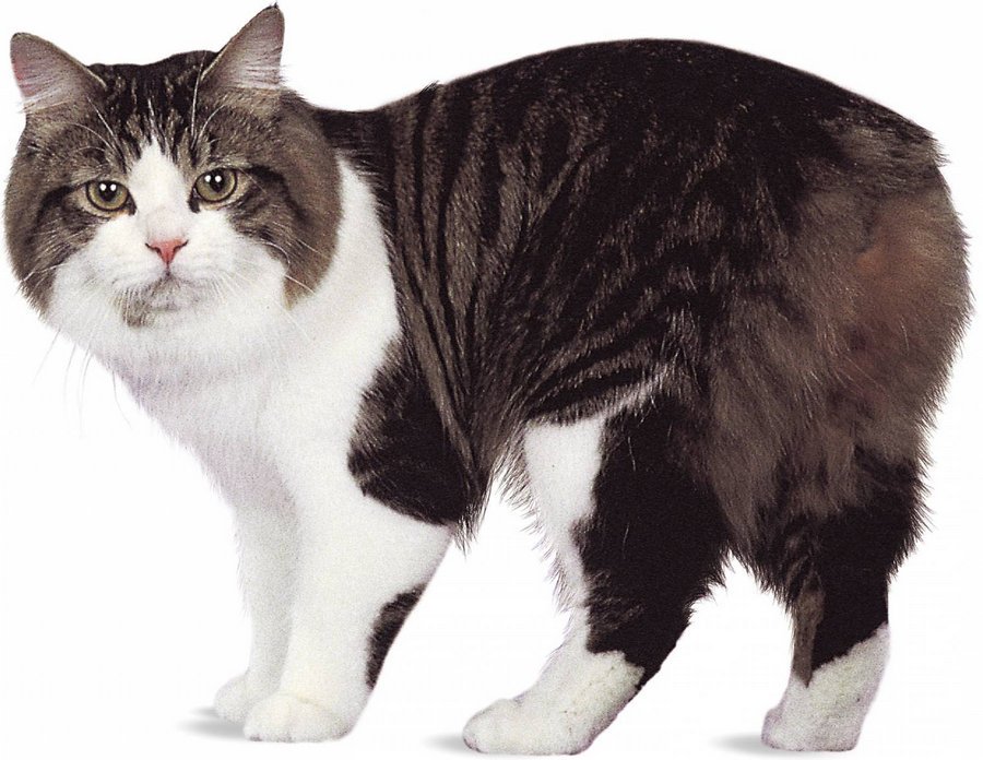 Манкс - порода бесхвостых кошек