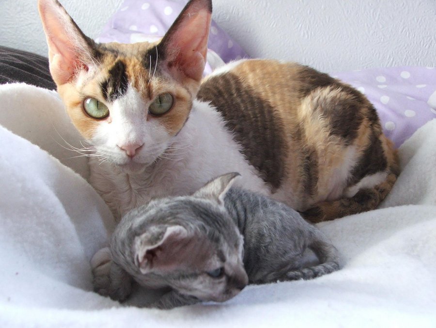 Мама-кошка породы девон-рекс с малышом