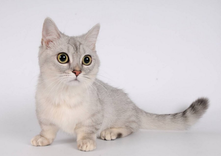 Сингапурская кошка - самая маленькая порода