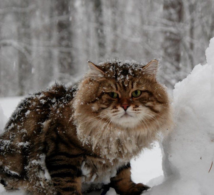 Сибирская порода кошек - одна из самых крупных пород