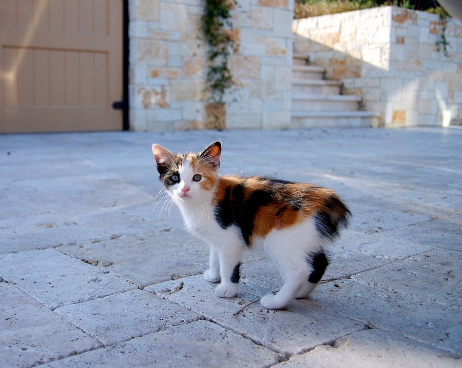 Мэнские кошки появились в связи мутации генов
