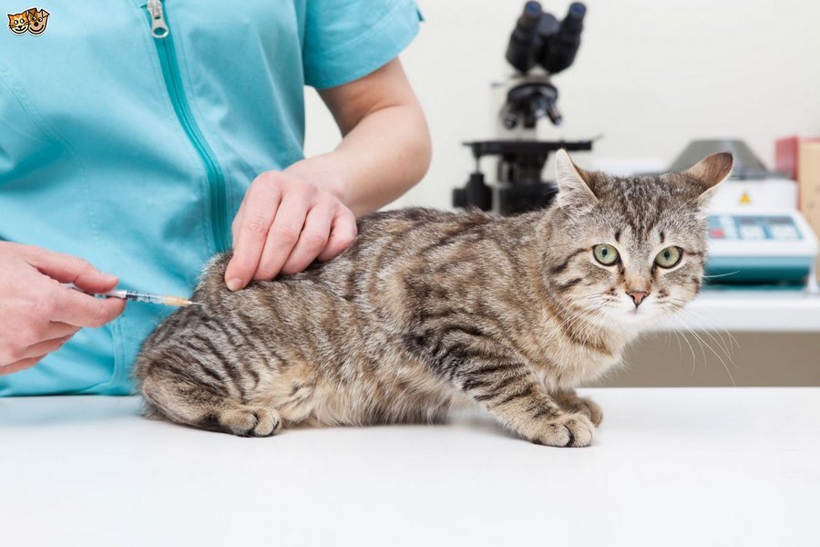 Кошке необходимо делать все плановые вакцинации
