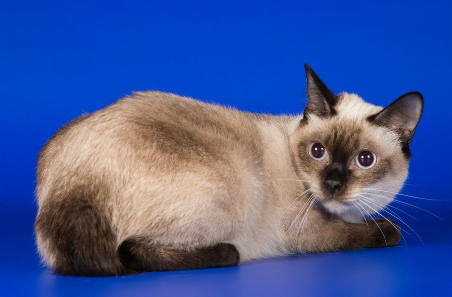 Скиф-тай-боба также относят к миниатюрным кошкам