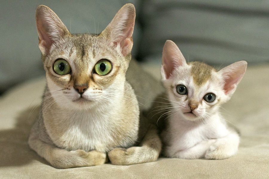 Сингапурская кошка - самая маленькая порода