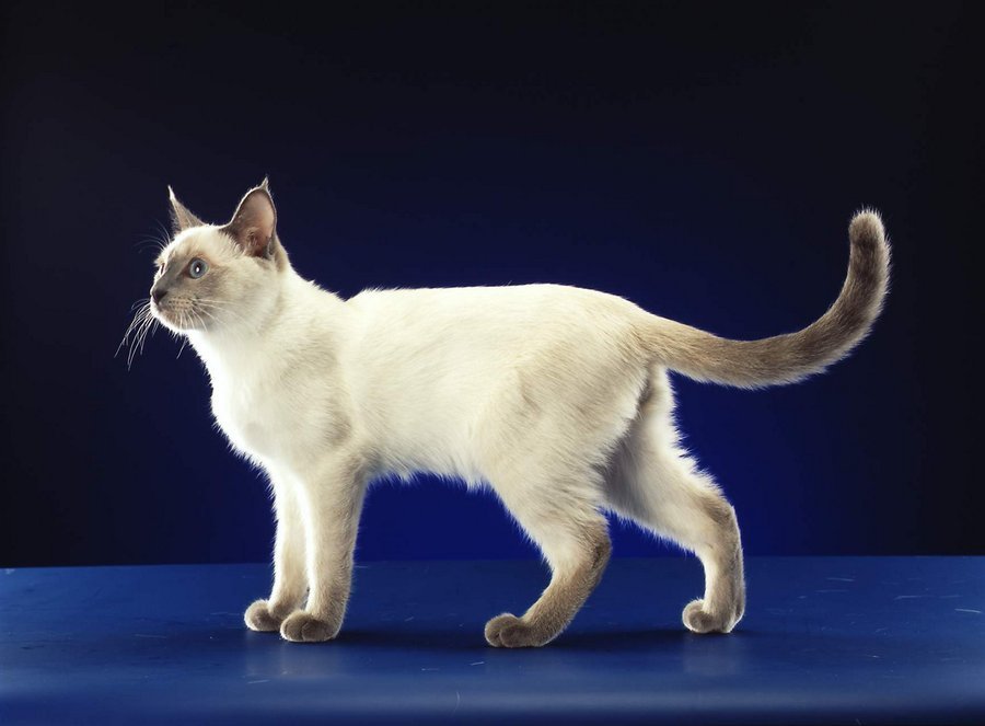 Старосиамских кошек долгое время не признавали за отдельную породу