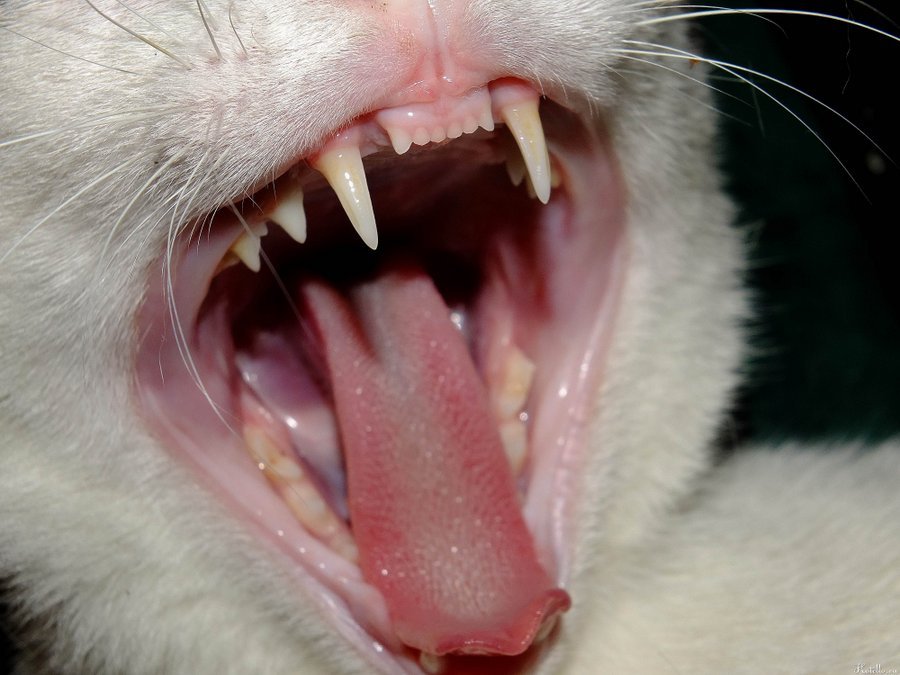 Здоровые зубки кошки говорят о  состоянии организма в целом 