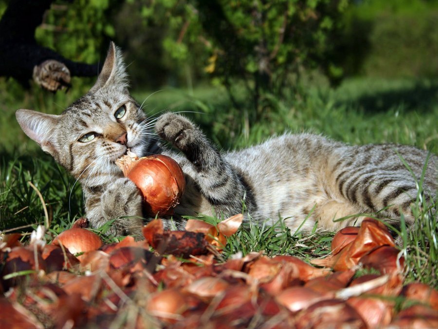 Балуйте кошку свежими овощами, некоторые их даже очень любят