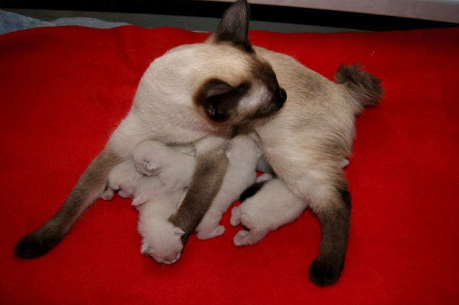 Тайская кошка со своими малышами