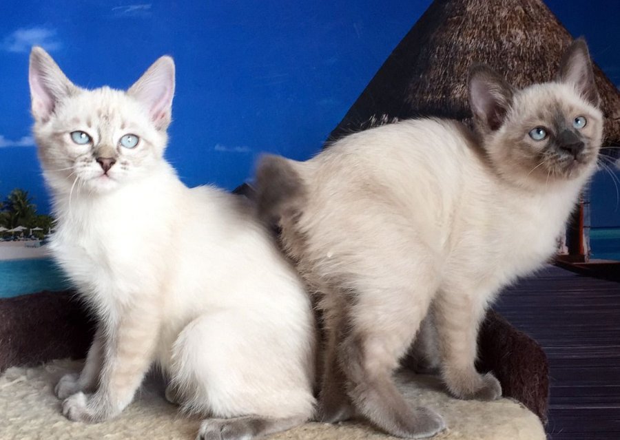 Котенок тайской породы будет настоящим подарком для вашей семьи