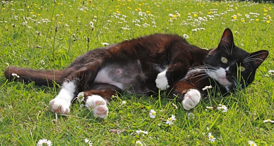 У некоторых пород кошек есть предрасположенность к дерматитам