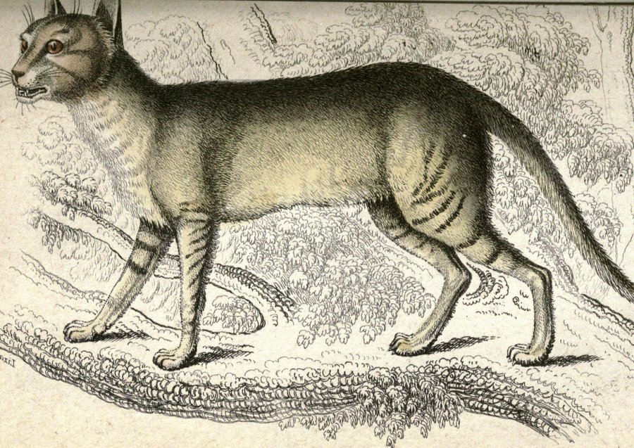Предком египетской мау считают африканскую кошку