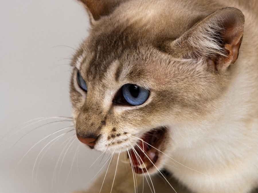 Стафилококкозом чаще всего болеют кошки с ослабленным здоровьем