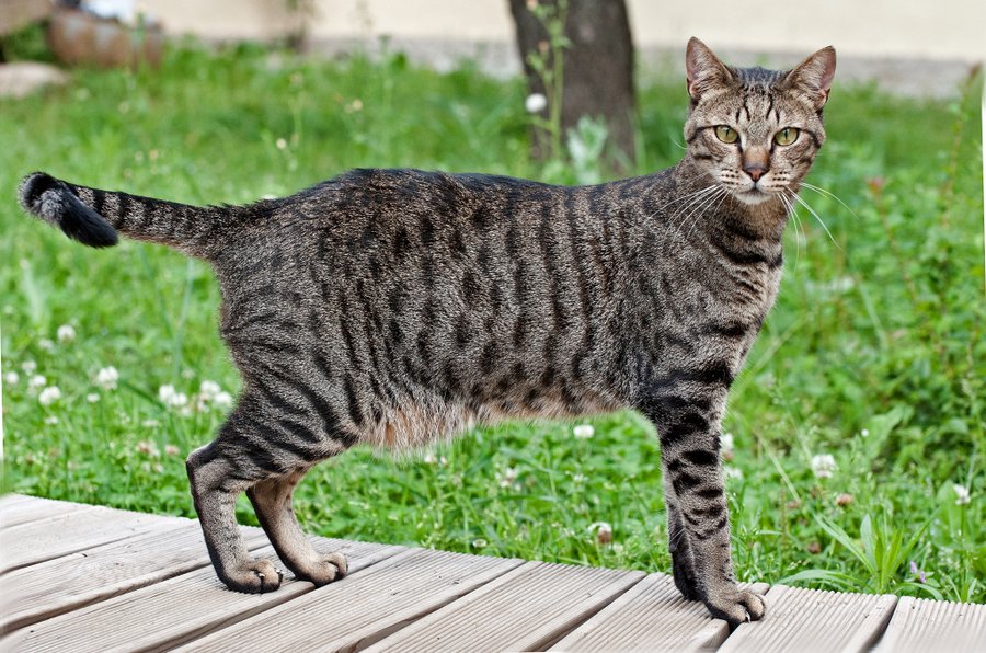 Египетская мау подвержена разным заболеваниям не меньше других кошек