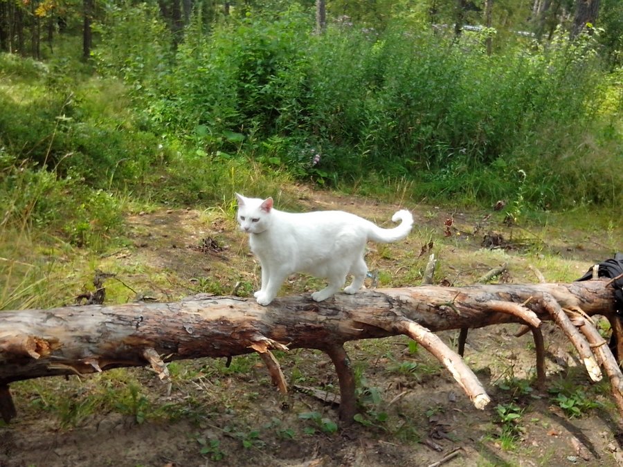 Анатолийская кошка порадует своего хозяина своим нравом