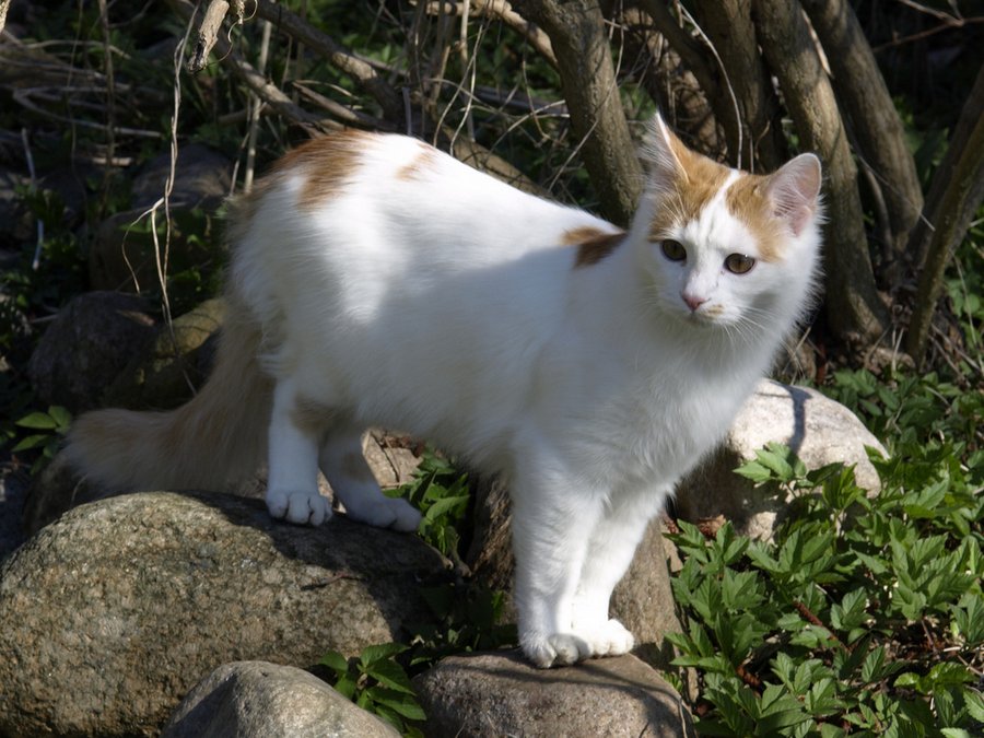 Турецкая или анатолийская кошка может иметь несколько типов окраса