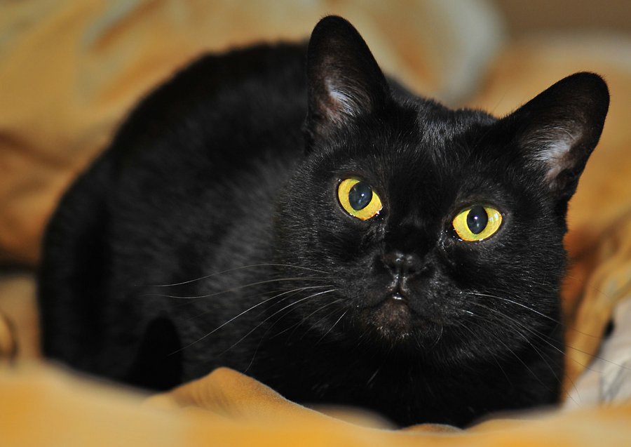 Глаза бомбейской кошки как яркие пятна на черном фоне