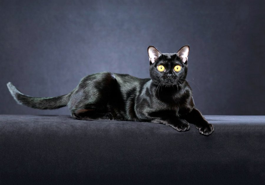 Бомбейская кошка завораживает своей магической красотой