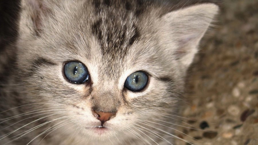 Охос Азулес - самая неприхотлива порода среди кошачьих