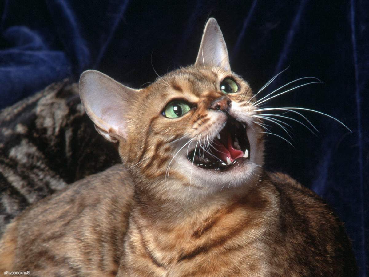 Что означает, если кошка пронзительно мяукает?