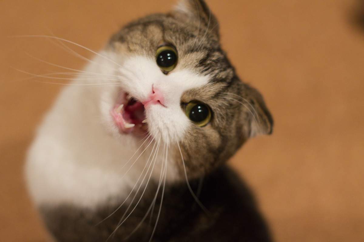 Почему кошки мяукают: секреты кошачьей психологии - kotello.ru