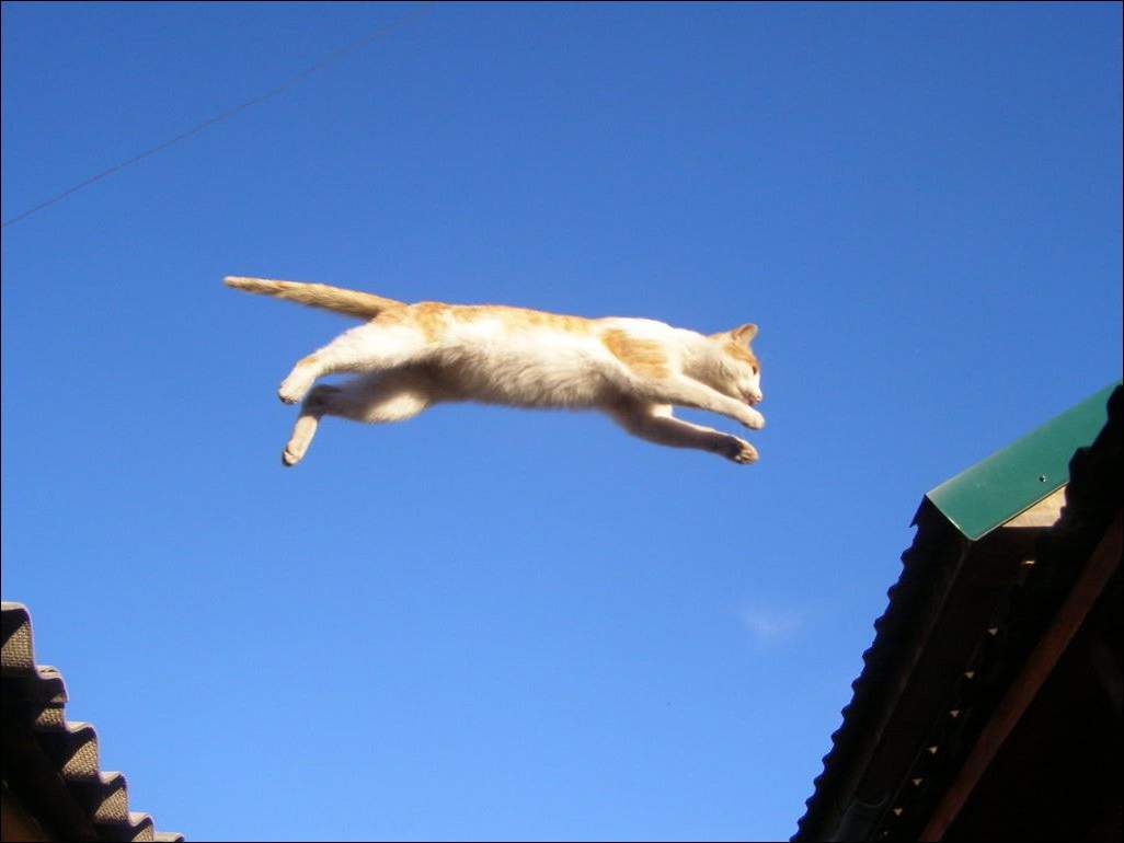 Кошки - такие "парашютисты".