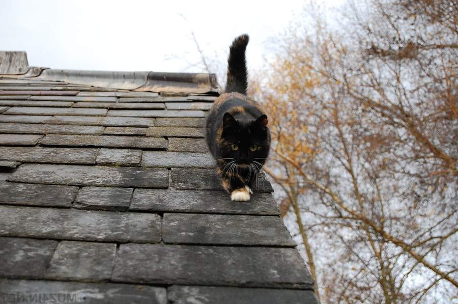 Кот на крыше.