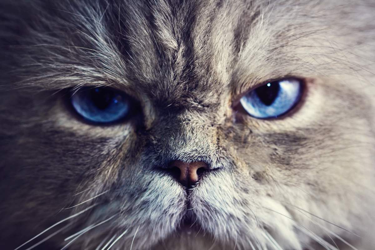 Что, если взгляд кошки недружелюбен?