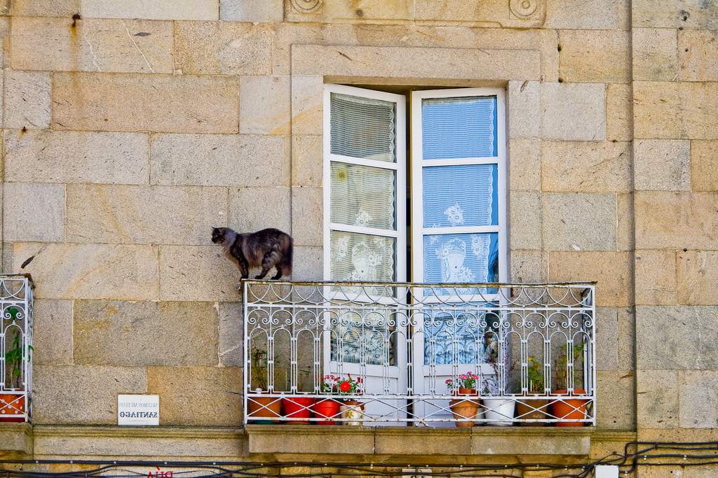 Кот на балконе.