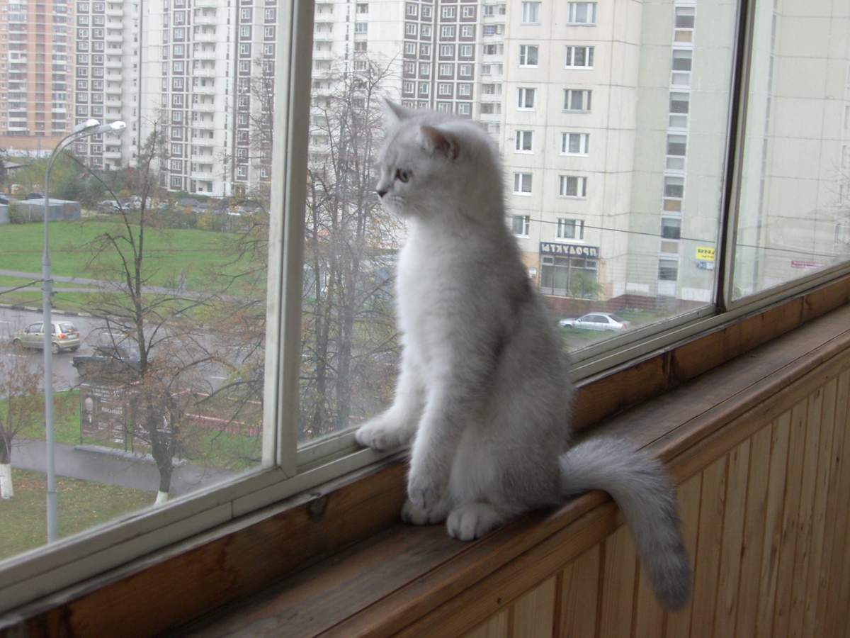 Плотно закрывайте окна, когда не можете следить за котом.
