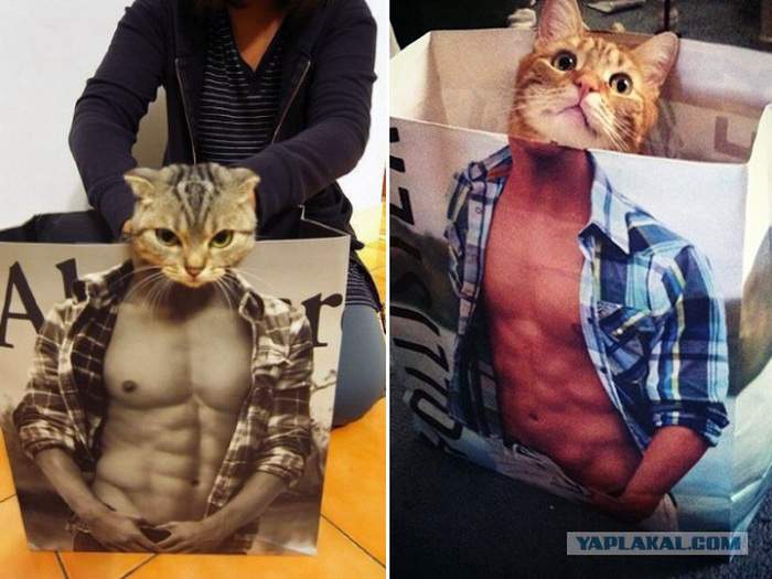 Мачо-кот: фото на аватарку в "Котоклассники".