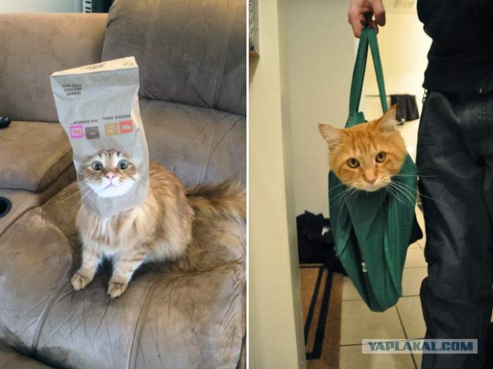 Кот - это вам не просто домашнее животное, кот - это модный аксессуар, который нужно носить с собой.