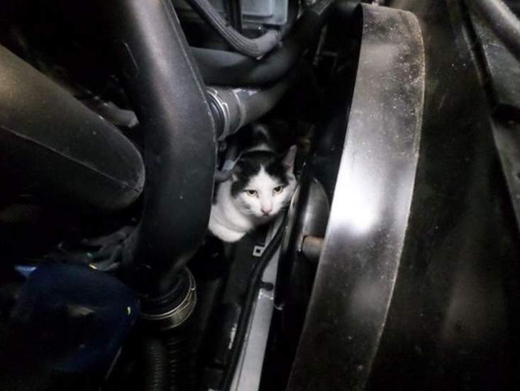 Кот прокатился под капотом авто 150 миль.
