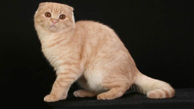 Шотландская вислоухая кошка: образец породы.