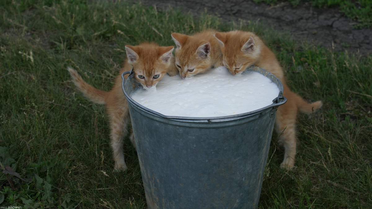 Нужно ли двельфу молоко также как и другим кошкам?
