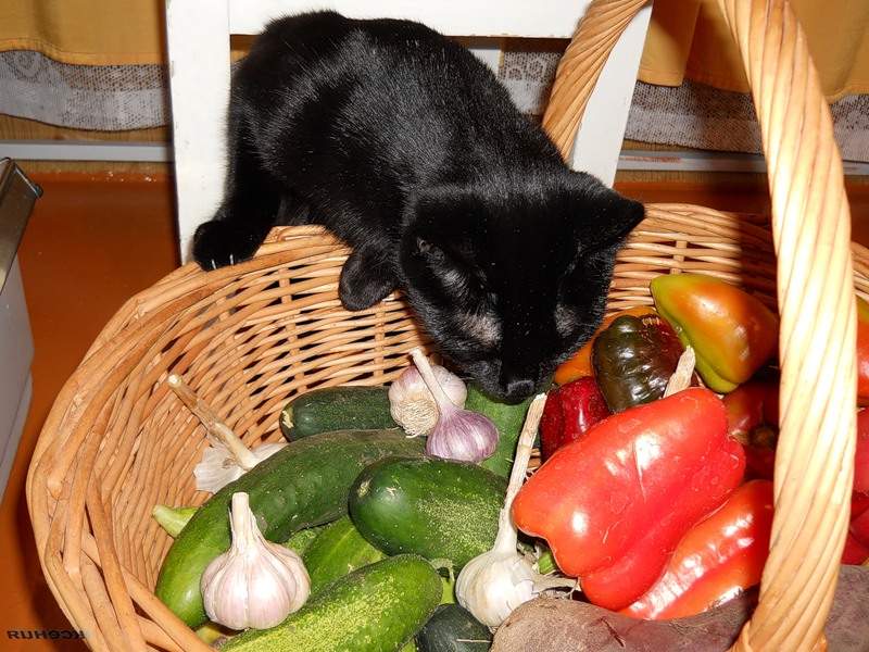 Кошкам необходимы фрукты и овощи, полезны ли они двельфам?
