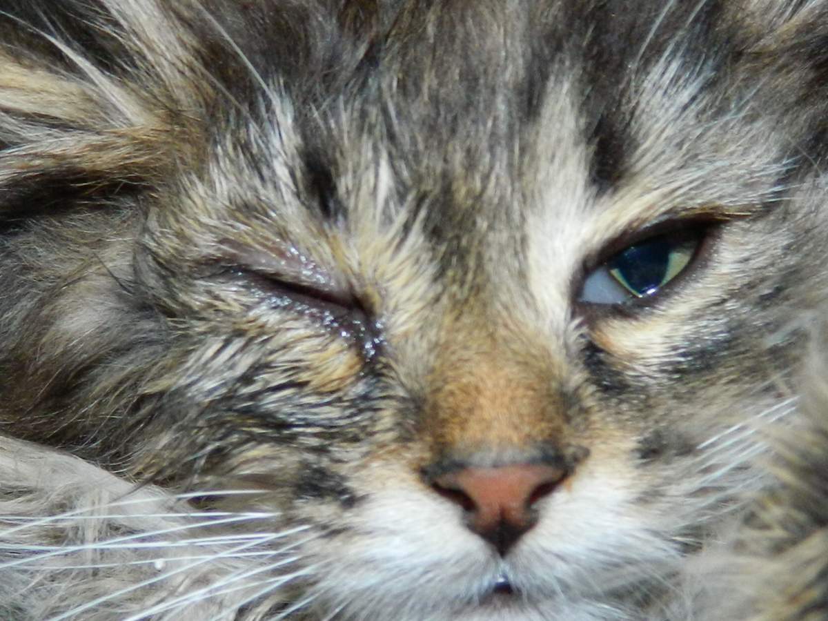 Как лечить кошку от повышенной слезливости глаз?