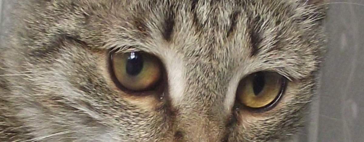 Проверьте - нет ли инородного тела в глазу у кошки.