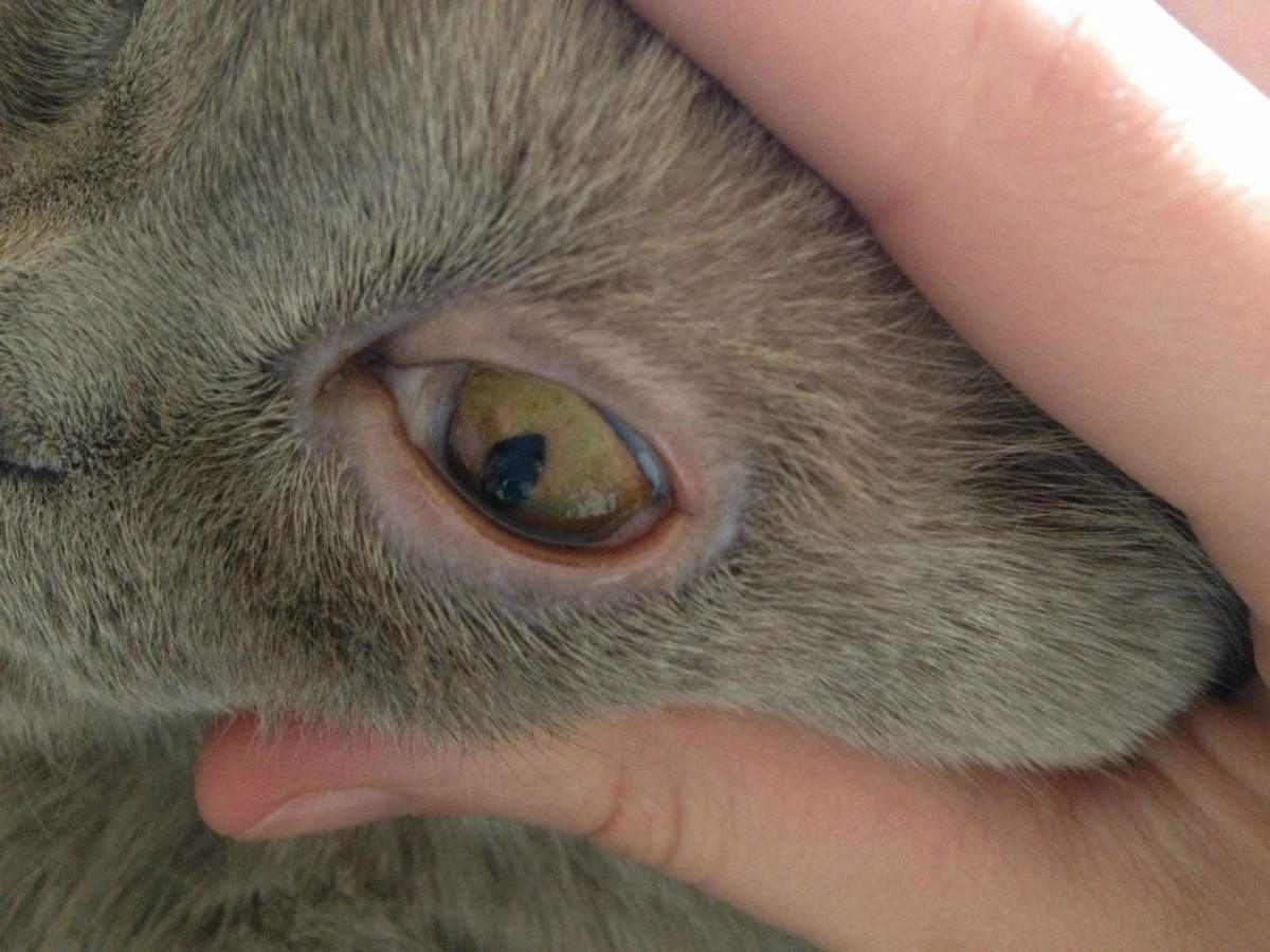 Чтобы кошка не терла глаза во время лечения, на нее можно надеть специальный ветеринарный воротник.