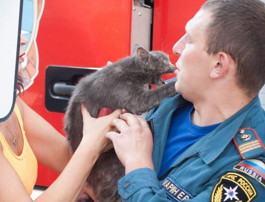 МЧС спасло кошку в Брянске.
