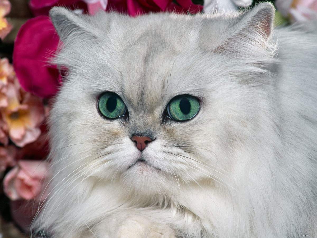 Стандарты пород кошек: что они означают?